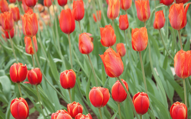 Red vibrant tulips in the garden