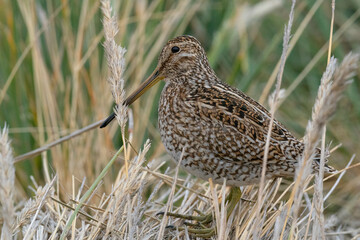 The Magellanic Snipe (Gallinago magellanica)