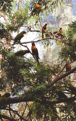 Papageien © MRMUENKNER