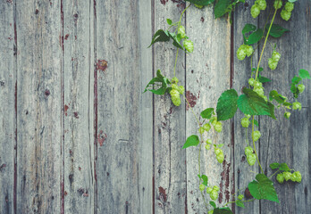 detail of hop cones on a rustik style wooden background