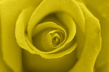 yellow rose flower in full bloom zoomed in. petals of rose close up. toned in illuminating, trend color of the year 2021