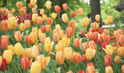 Multicolored tulips in the garden