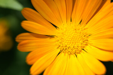 calendula flower orange color in full bloom zoomed in. bud and petals of marigold close up