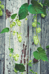detail of hop cones on a rustik style wooden background