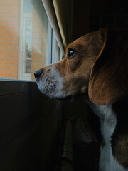 dog in the window
