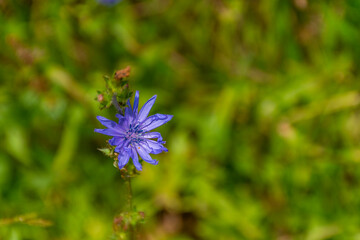 blue and purple flowers