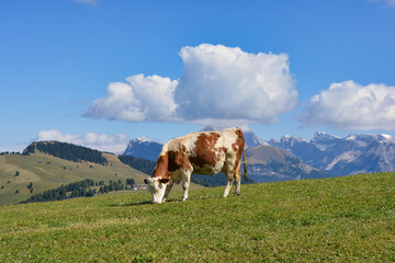 Fototapeta na wymiar Eine Kuh weidet auf der Seiser Alm vor dem Bergpanorama