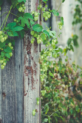 detail of hop cones on a blurred natural background