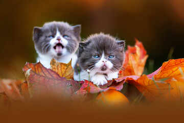 Katzenbaby Kitten im Herbst zwischen Blättern im Wald