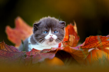 Katzenbaby Kitten im Herbst zwischen Blättern im Wald