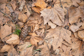 wallpaper autumn leaves spruce cone