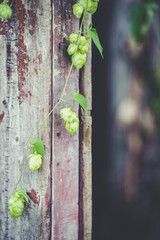 detail of hop cones on a rustik style wooden background