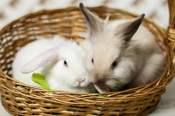 Two rabbits gray and white are sitting in a wicker basket. Easter gift for children.