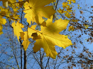 yellow maple leaves