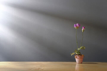 Artificial plant in a pot on wooden table. Soft morning light shines through the window.