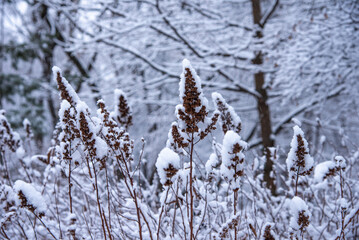 Winter forest landscape - Dry grass close-up on the background trees with branches covered with frost and snow on a frosty day.