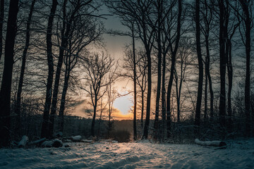 sunrise in the forest