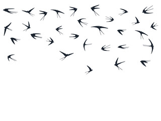 Flying swallow birds silhouettes vector illustration. Nomadic martlets bevy isolated on white.