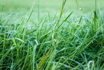 hojas de hierba fresca y mojada con gotas de agua  y rocío en la superficie foliar de los tallos verdes y nutritivos en un prado de galicia, españa