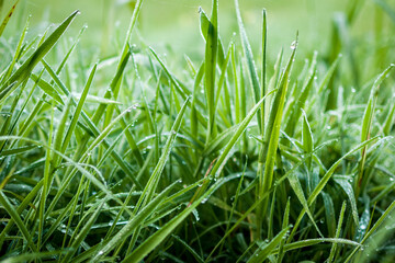 hojas de hierba fresca y mojada con gotas de agua  y rocío en la superficie foliar de los tallos verdes y nutritivos en un prado de galicia, españa