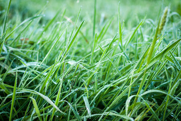 hojas de hierba fresca y mojada con gotas de agua  y rocío en la superficie foliar de los tallos verdes y nutritivos en un prado de galicia, españa