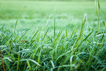 hojas de hierba fresca y mojada con gotas de agua  y rocío en la superficie foliar de los tallos verdes y nutritivos en un prado de galicia, españa