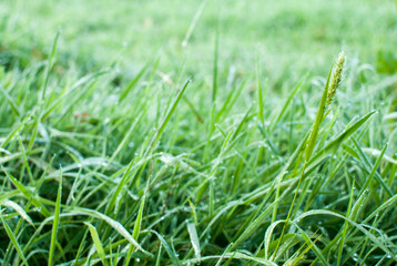 hojas de hierba fresca y mojada con gotas de agua  y rocío en la superficie foliar de los tallos verdes y nutritivos en un prado de galicia, españa