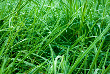 hojas de hierba fresca y mojada con gotas de agua  y rocío en la superficie foliar de los tallos verdes y nutritivos en un prado de galicia, españa