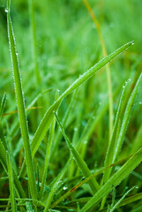 hojas de hierba fresca y mojada con gotas de agua  y rocío en la superficie foliar de los tallos verdes y nutritivos en un prado de galicia, españa