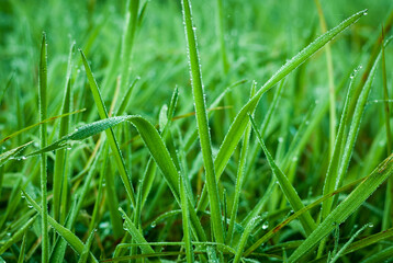 hojas de hierba fresca y mojada con gotas de agua  y rocío en la superficie foliar de los tallos verdes y nutritivos en un prado de galicia, españa