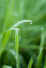 hojas de hierba fresca y mojada con gotas de agua  y rocío en la superficie foliar de los tallos verdes y nutritivos en un prado de galicia, españa