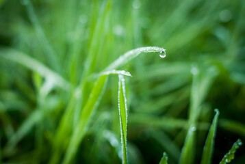 hojas de hierba fresca y mojada con gotas de agua  y rocío en la superficie foliar de los tallos...