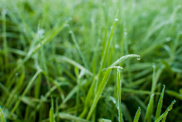 hojas de hierba fresca y mojada con gotas de agua  y rocío en la superficie foliar de los tallos verdes y nutritivos en un prado de galicia, españa