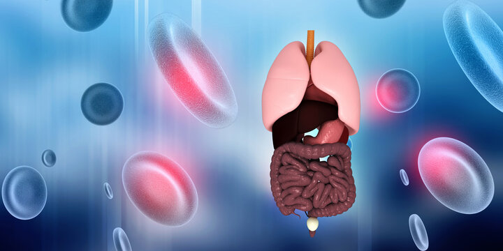
3d illustration human digestive system