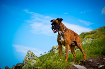 dog on the hill