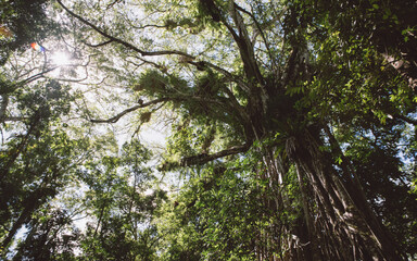 Fototapeta premium Cathedral Fig Tree 