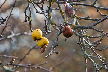 Faulende Äpfel am Baum