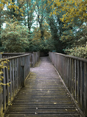 Pont en bois dans la Forêt