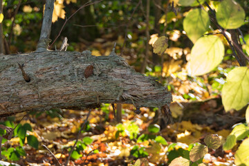 Ein morscher, verrottender Baumstamm am Waldrand