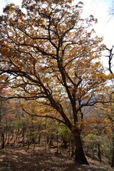 四国徳島県にある剣山系の紅葉