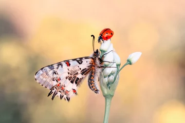 Fototapeten Macro shots, Beautiful nature scene. Closeup beautiful butterfly sitting on the flower in a summer garden. © blackdiamond67