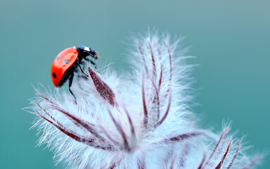 Beautiful ladybug on leaf defocused background © blackdiamond67