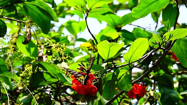 HD 1080p super slow Thai butterfly in pasture flowers Insect outdoor nature