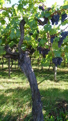 Fototapeta premium Südtiroler Wein