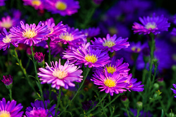 Close up Beautiful Lavender and Cutter  flower in the nature garden , summer flowers