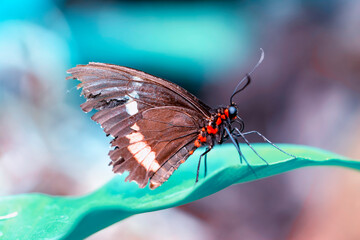 Macro shots, Beautiful nature scene. Closeup beautiful butterfly sitting on the flower in a summer garden.