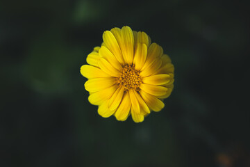 Yellow flowers