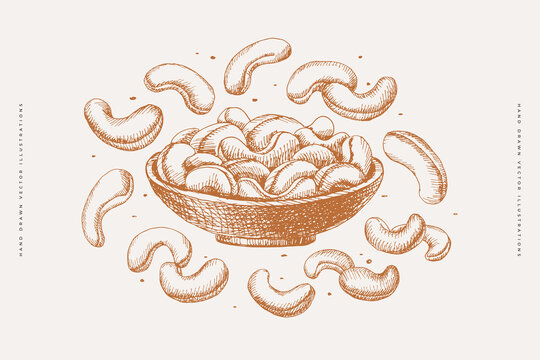 Hand-drawn cashew nuts. Exotic fruits, sliced and whole. Organic food concept. Can be used for your design. Vintage botanical illustration on a light isolated background.