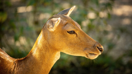 Young Doe: female fallow deer in wilderness.