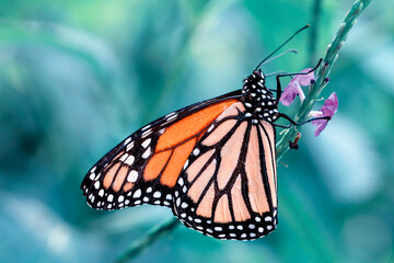 Macro shots, Beautiful nature scene. Closeup beautiful butterfly sitting on the flower in a summer garden.